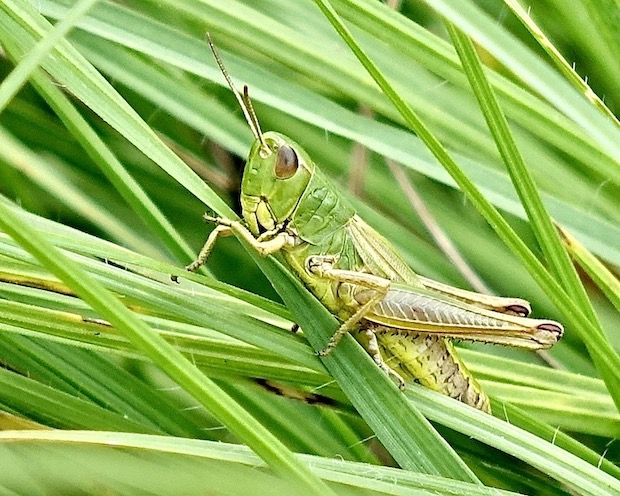 grasshopper